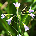 Cardamine des prés