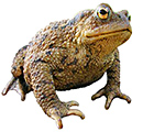 Crapaud commun (Bufo bufo)