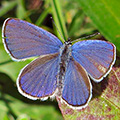 Papillon Cupido osiris