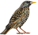 Étourneau sansonnet (Sturnus vulgaris)