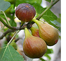 Figues