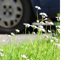 Fleurs et parking