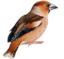 Gros-bec casse-noyaux (Coccothraustes coccothraustes)