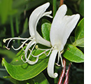 Le chèvrefeuille du Japon (Lonicera japonica)