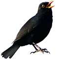 Merle noir (Turdus merula)