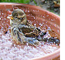 Moineau qui se baigne dans une soucoupe