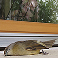Oiseau mort d'une collision contre une vitre