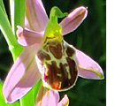 Ophrys abeille