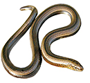 Orvet (Anguis fragilis)