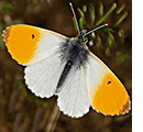 Papillon Aurore mâle
