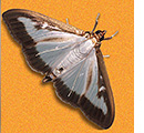 Papillon de la pyrale du guis