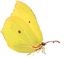 Papillon Citron