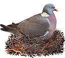 Pigeon ramier (Columba palumbus)