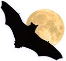 Pipistrelle en vol