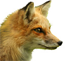 Renard roux