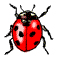 coccinelle