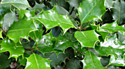 Ilex aquifolium