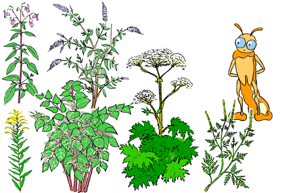 6 espèces de plantes exotiques envahissantes répandues dans les jardins