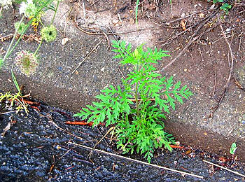 Ambrosia artemisiifolia