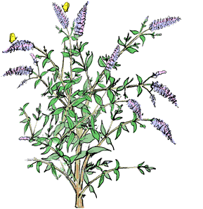 Buddléa de David