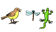 Oiseau, libelulle et lézard