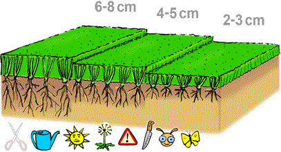 Pelouse et racines