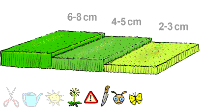 Pelouse et canicule