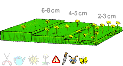 Pelouse et mauvaises herbes