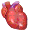 coeur