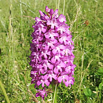 Une orchidée dans le jardin?