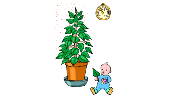 Plante d’intérieur