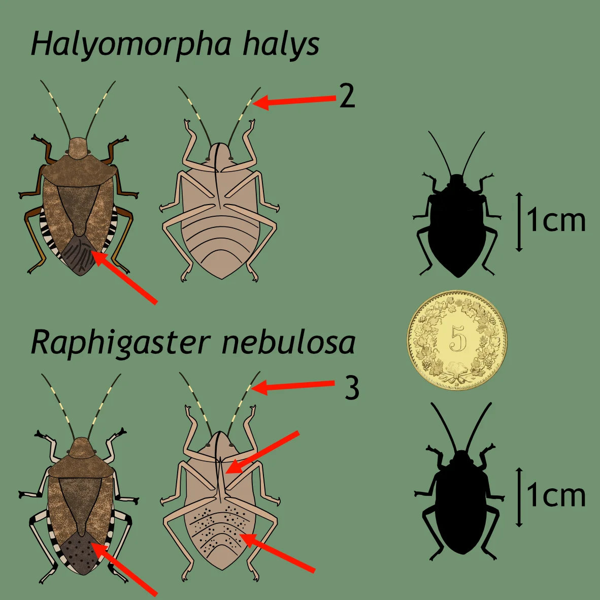 Punaise diabolique et punaise grise pour comparaison
