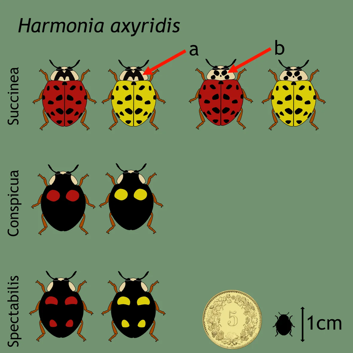 Différentes variantes de couleur de la coccinelle asiatique