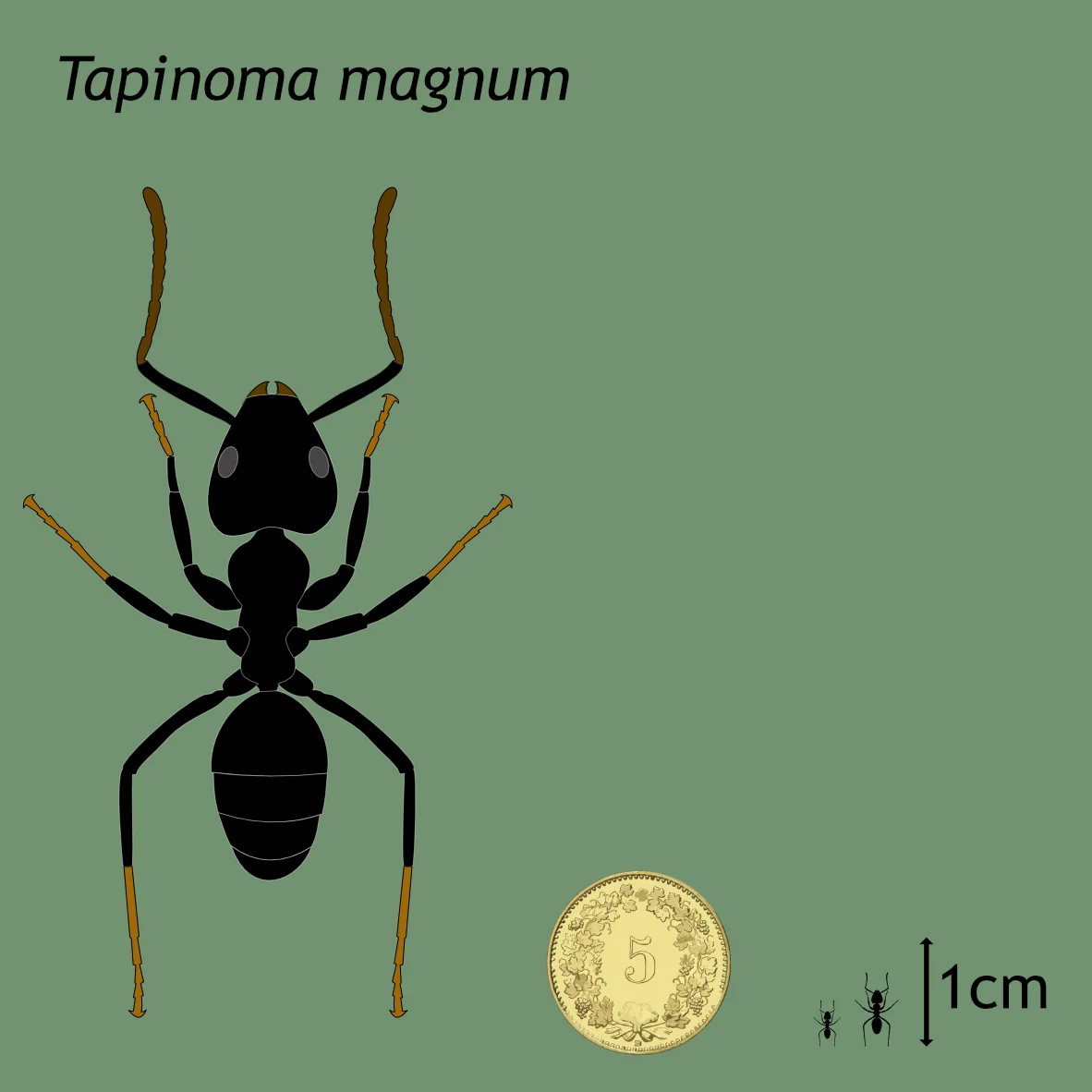 Fourmi Tapinoma magnum