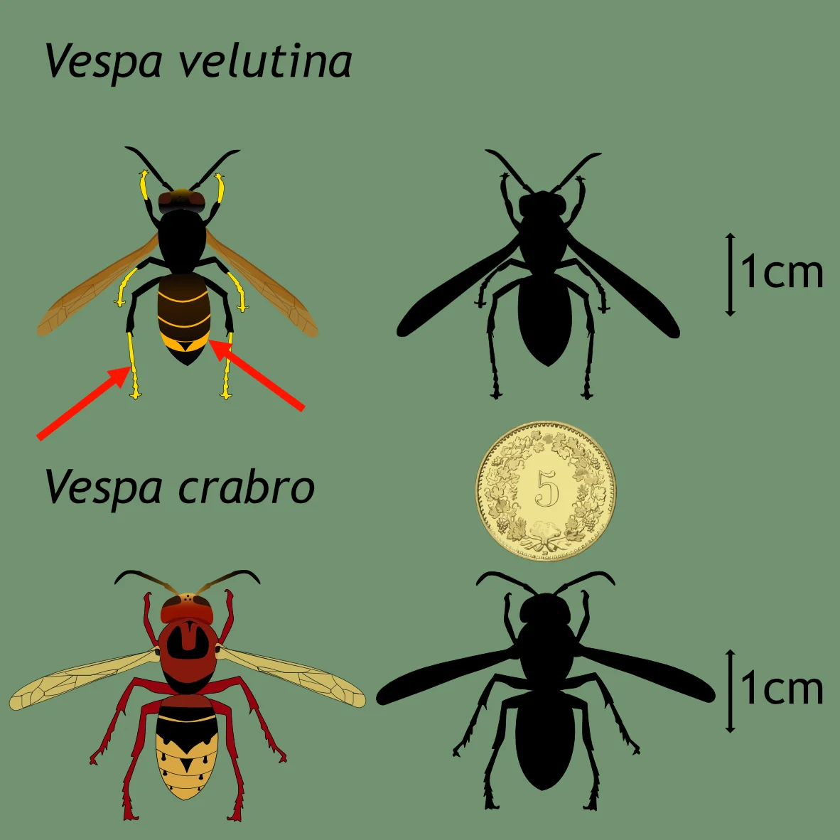 Frelon asiatique et Frelon européen pour comparaison