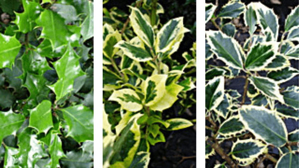 Cultivar