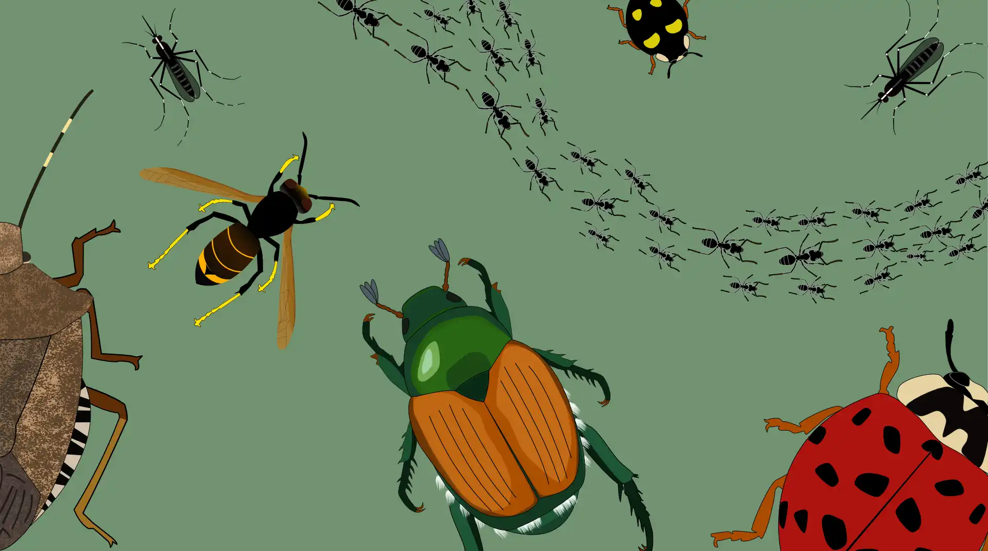 Espèces exotiques envahissantes : les insectes à surveiller au jardin