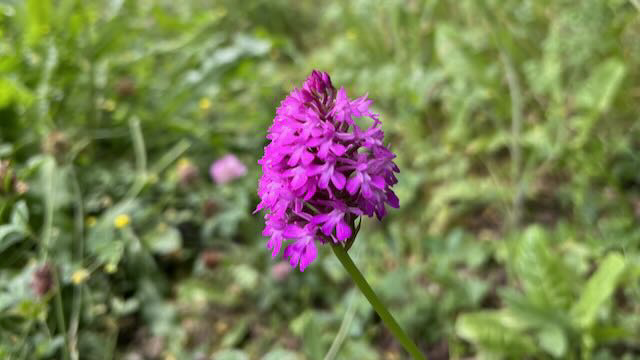 Une orchidée sauvage peut pousser spontanément dans un jardin