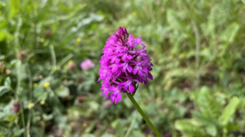Une orchidée sauvage peut pousser spontanément dans un jardin