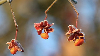 Arbustes sauvages et indigènes